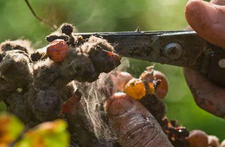Raisins couverts de Botrytis